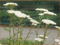 Achillea filipendulina &#39;Heinrich Vogeler&#39;