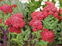 Achillea millefolium &#39;Red Velvet&#39;