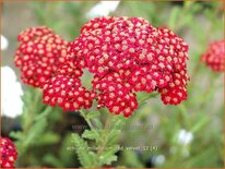 Achillea millefolium &#39;Red Velvet&#39;