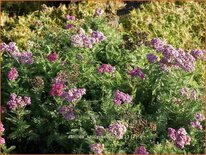 Achillea 'Saucy Seduction'