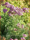 Achillea 'Saucy Seduction'