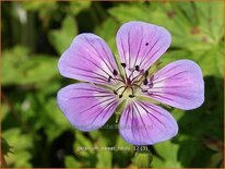 Geranium 'Sweet Heidy'