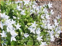 Campanula poscharskyana 'Silberregen'