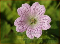 Geranium oxonianum 'Hollywood'