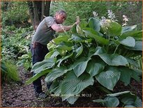 Hosta 'Empress Wu'