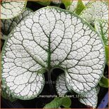 Brunnera macrophylla 'Sea Heart'