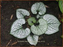 Brunnera macrophylla 'Sea Heart'