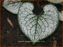 Brunnera macrophylla 'Sea Heart'