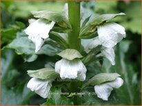 Acanthus mollis 'Rue Ledan'