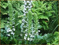 Acanthus mollis 'Rue Ledan'