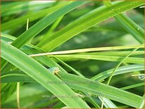 Carex oshimensis 'Green Wonder'