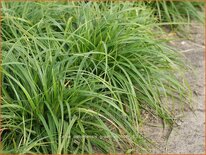 Carex oshimensis 'Green Wonder'