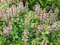 Ajuga genevensis 'Tottenham'