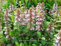 Ajuga genevensis 'Tottenham'