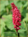 Persicaria amplexicaulis 'JS Calor'