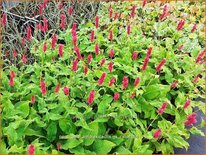 Persicaria amplexicaulis 'JS Calor'