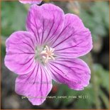 Geranium sanguineum 'Canon Miles'