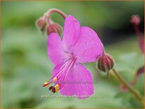Geranium cantabrigiense 'Westray'