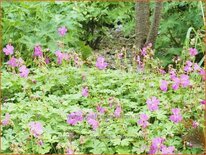 Geranium cantabrigiense 'Westray'