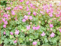 Geranium cantabrigiense 'Westray'