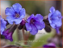 Pulmonaria 'Blue Ensign'