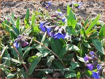 Pulmonaria 'Blue Ensign'