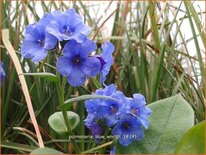 Pulmonaria 'Blue Ensign'