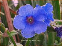 Pulmonaria 'Blue Ensign'