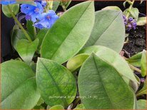 Pulmonaria 'Blue Ensign'