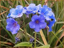 Pulmonaria 'Blue Ensign'