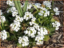 Arabis caucasica 'Snowcap'