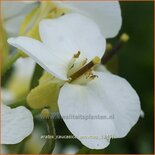 Arabis caucasica 'Snowcap'