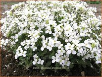 Arabis caucasica 'Snowcap'