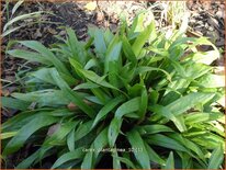 Carex plantaginea