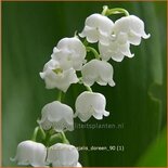 Convallaria majalis 'Doreen'