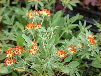 Anthyllis vulneraria coccinea