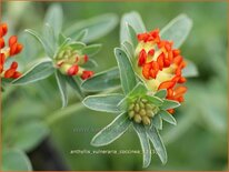 Anthyllis vulneraria coccinea