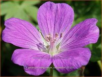 Geranium sanguineum 'Compactum'