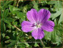Geranium sanguineum 'Compactum'