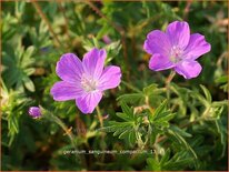 Geranium sanguineum 'Compactum'