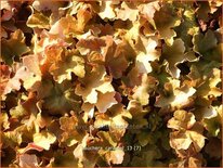 Heuchera 'Caramel'
