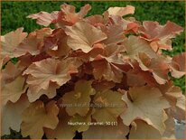 Heuchera 'Caramel'
