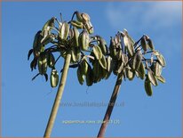 Agapanthus 'Navy Blue'