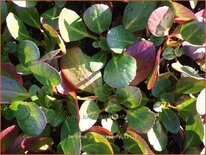 Bergenia 'Pink Dragonfly'