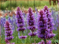 Agastache 'Blue Boa'