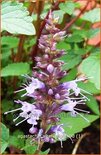 Agastache 'After Eight'
