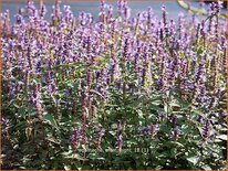 Agastache 'After Eight'