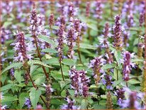 Agastache 'After Eight'