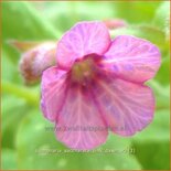 Pulmonaria saccharata 'Pink Dawn'