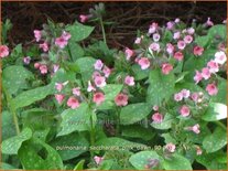 Pulmonaria saccharata 'Pink Dawn'